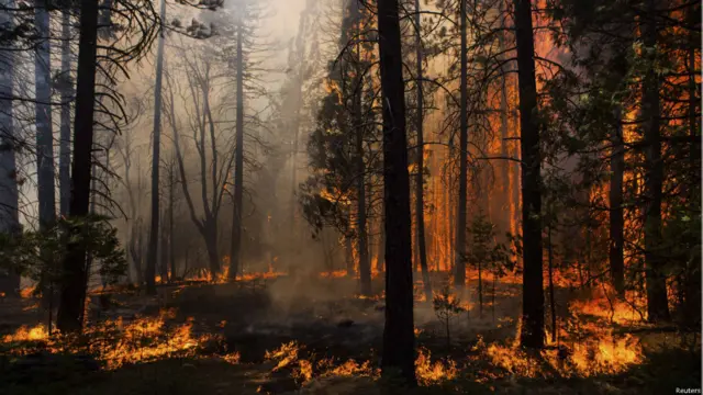 जंगल की आग