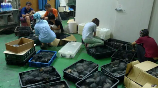 近年中國大陸地區食用、寵物用風氣盛，造成獵捕、走私壓力不斷增大。