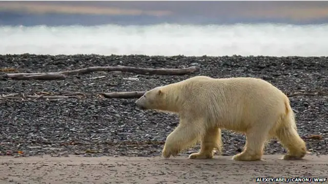 Desparición del hielo