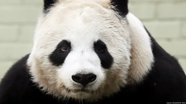 英国苏格兰爱丁堡动物园的工作人员说，来自中国四川的大熊猫“甜甜”继续表现出已经怀孕的迹象。