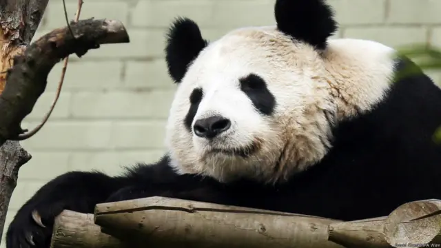 爱丁堡动物园的雌性和雄性大熊猫“甜甜”和“阳光”是目前在英国境内的唯一一对大熊猫。如果“甜甜”的确已经怀孕，预产期应该在大约两个星期之后。