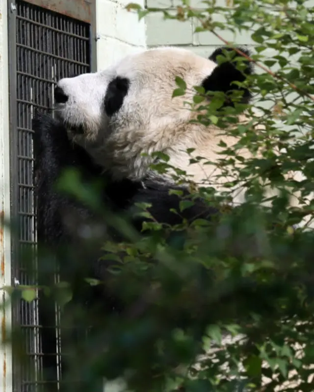 爱丁堡动物园的一位发言人说，“甜甜”的孕激素水平较高，而且嗜睡，这都是怀孕的迹象。