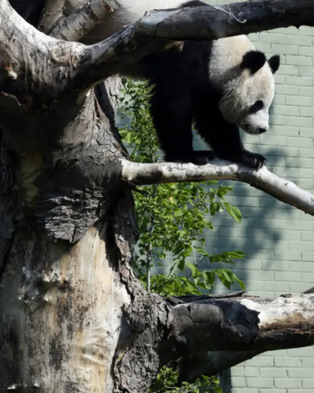 动物园准备好了新的育婴箱，并且已经排好了工作人员的24小时值班表。