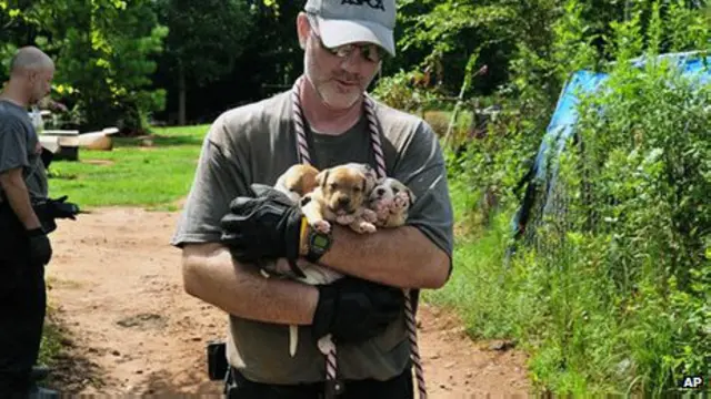 Pitbull resgatado nos EUA | Foto: AP