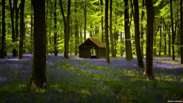Embley Woods, Hampshire - Ashley Chaplin