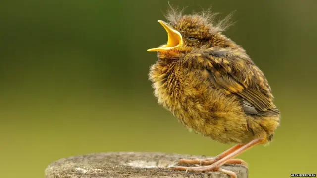 Nar bülbülü, Oakley Park, Fleet - Alex Berryman