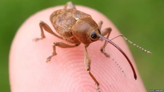Palamut biti, Fore Reservuarı, Sussex - Rosie Earwaker