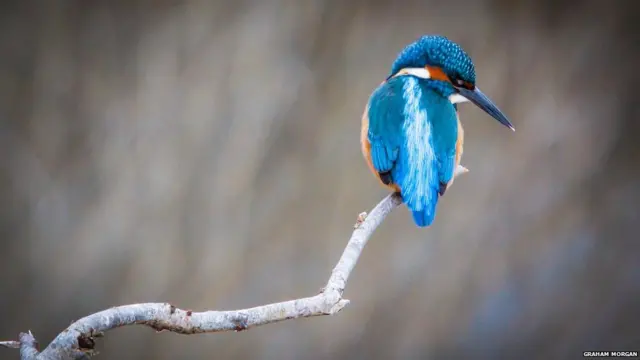 Balıkçıl, Forest Farm Country Farm - Graham Morgan