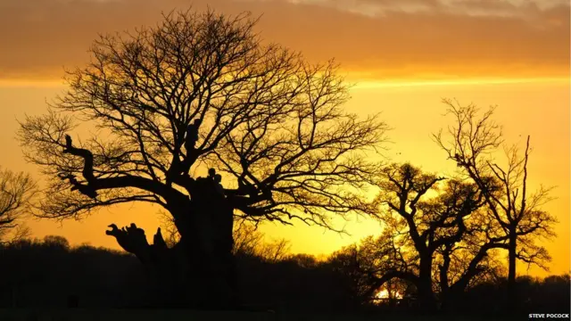 Günbatımı, Richmond Park, Londra - Steve Pocock 