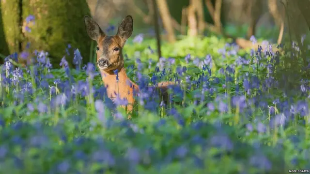 Karaca, Garston Woods, Dorset - Noel Coates