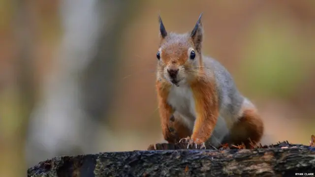 Sincap, Brownsea, Dorset - Ryan Clark