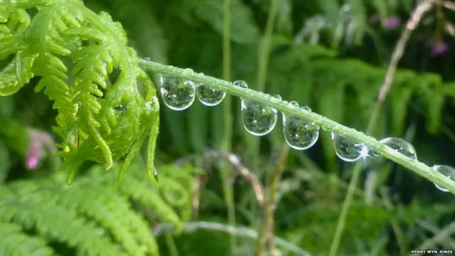 Su damlacıkları, Mull adası - Henry Wyn-Jones 