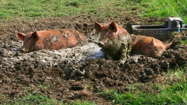 Фото: Ksenia Koblik