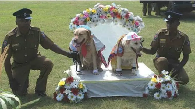 कुत्तों की शादी