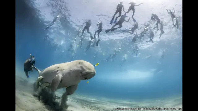 डगलस सेफर्ट ( अमरीका) डगोंग 