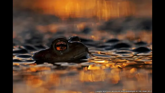 Dalmatiyalik fohishalarning fotosuratlarini korsating Dalmatiyalik fohishalarning fotosuratlarini korsating