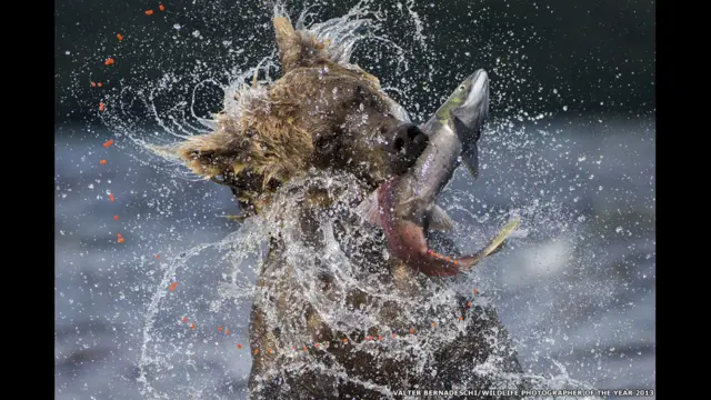 वाल्टर बर्नार्डेस्की, स्तनधारी वर्ग 