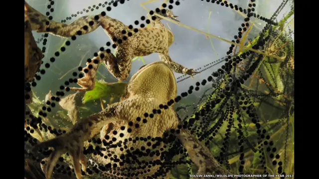 सोल्विन जैंकल, टोड