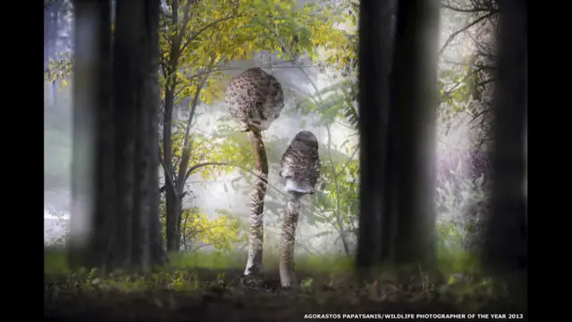 अगोरास्टोस पापात्सानी, यूनान