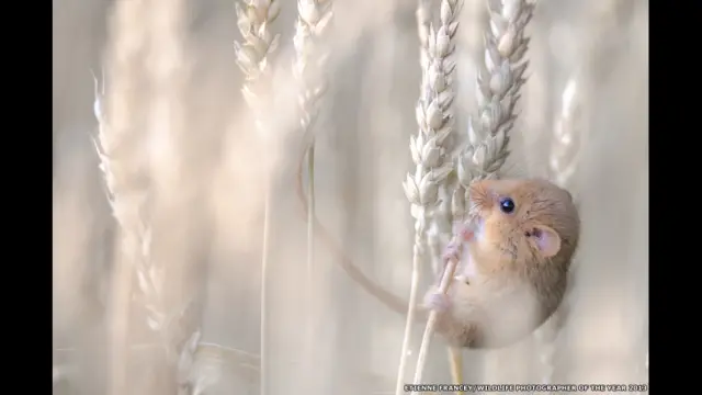 इटेने फ्रांसे, स्विटज़रलैंड