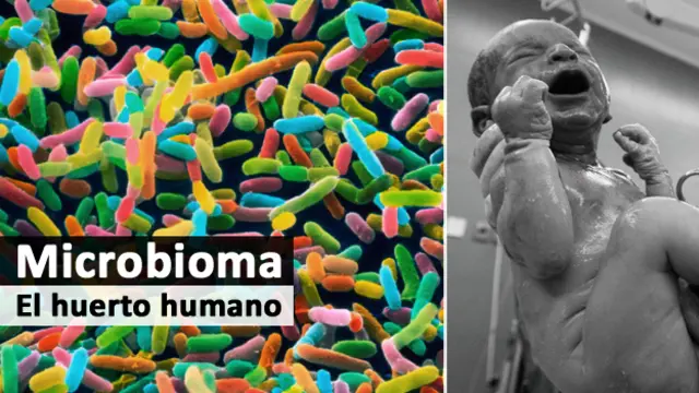 Microbioma - Bebé