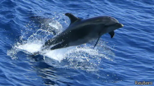 Дельфін