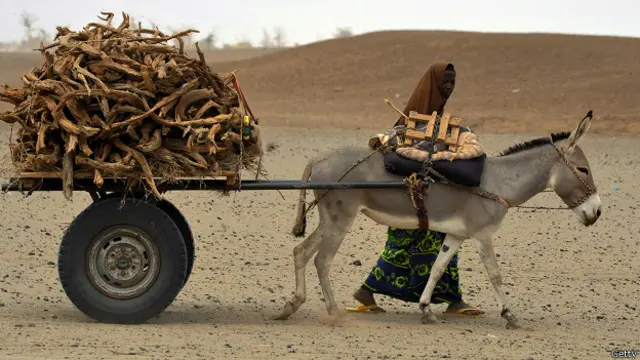 गधे, कीनिया