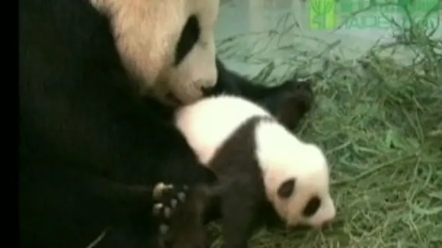 Panda do zoológico de Taipé