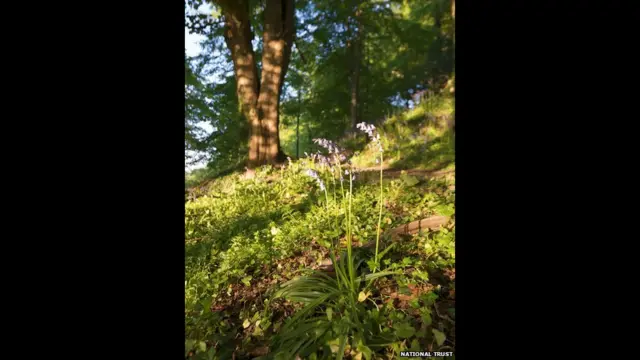 मिन्नोबर्न, उत्तरी आयरलैण्ड ,नेशनल ट्रस्ट