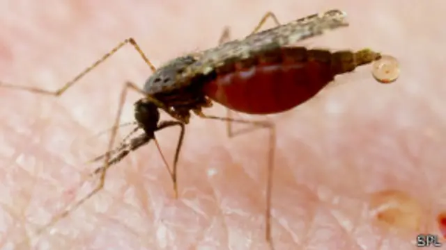 Parasit dan nyamuk malaria sulit hidup di dataran tinggi
