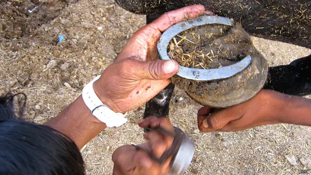 काला घोड़ा, नाल, सौभाग्यशाली, गौतमपुरी, लदाई, दिल्ली