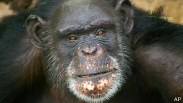 Шимпанзе Брент