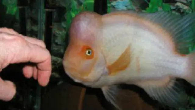 Cá cichlid là giống cá nhiệt đới khá thịnh hành ở Việt Nam