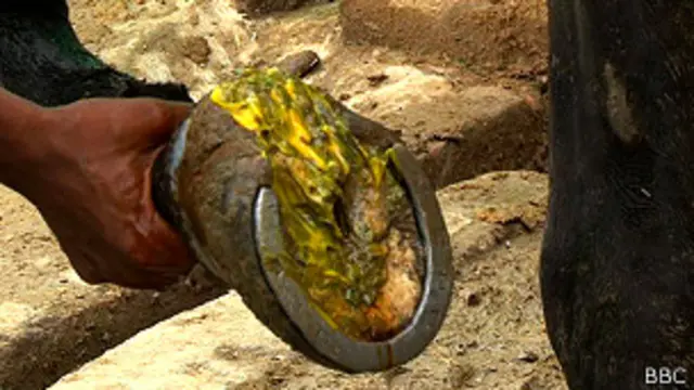 काला घोड़ा, नाल, खुर, घाव