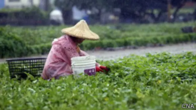 轻度台风康芮过后高雄某农户从淹水农地赶采地瓜叶（台湾中央社图片30/8/2013）