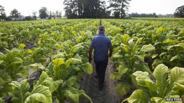 Trabajo en el campo