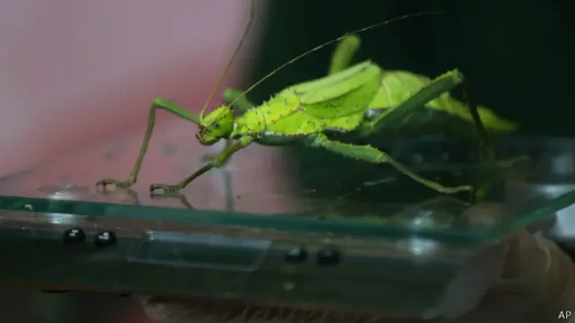 الحشرة العصوية