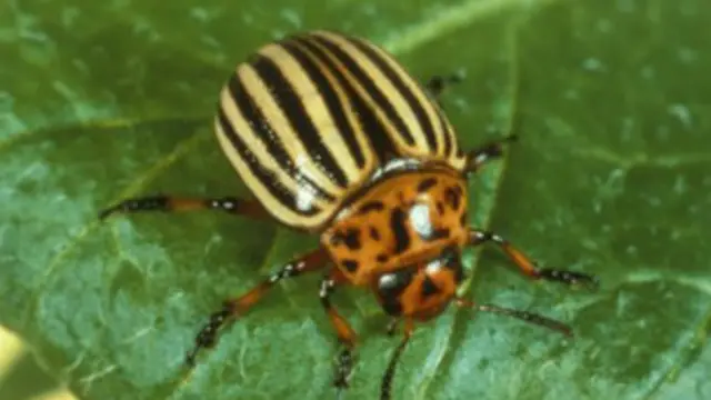 कीड़े-मकौड़ों के कारण दुनिया की 10 से 16 फीसदी फसल बर्बाद हो जाती है.