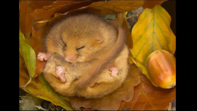 Dormouse hibernating (c) Danny Green / BWPA