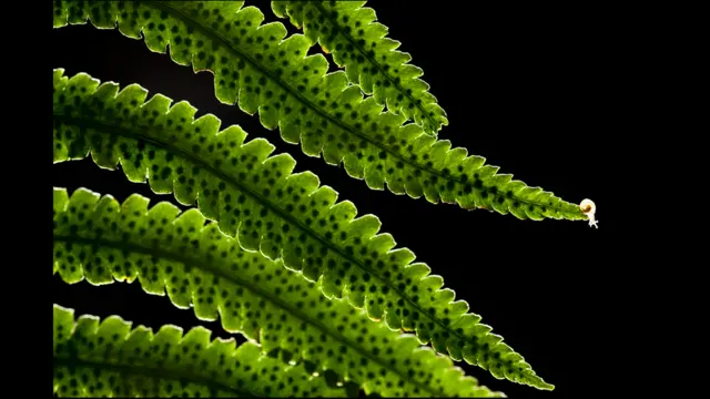 Viewpoint (c) James Knight / BWPA