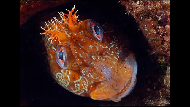 Tommy (c) Mark N Thomas / BWPA