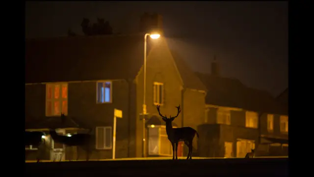 Urban Fallow Deer on Housing Estate (c) Jamie Hall / BWPA