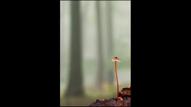 In the shadow of giants (c) Robert Canis / BWPA