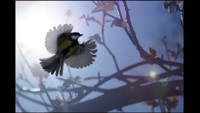 Great Tit in Flight (c) Joseph Amess / BWPA