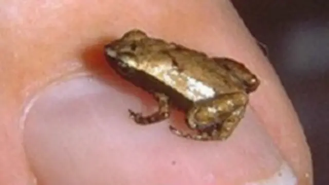 پہلے خیال ظاہر کیا جاتا تھا کہ دنیا کا مختصر ترین مینڈک گارڈینر بہرا ہوتا ہے