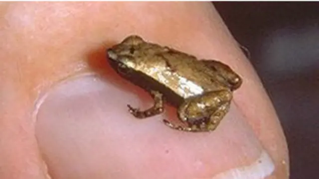 O Sechellophryne gardineri é um dos menores sapos do mundo
