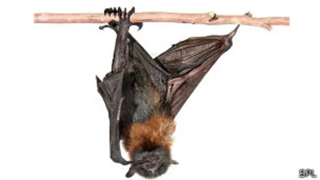 Murciélago zorro volador