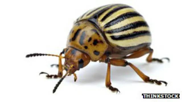 कीट-पतंग