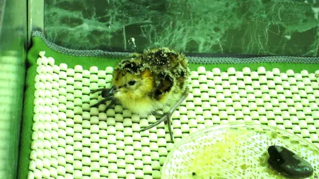 स्पून-बिल्ड सैंडपाइपर