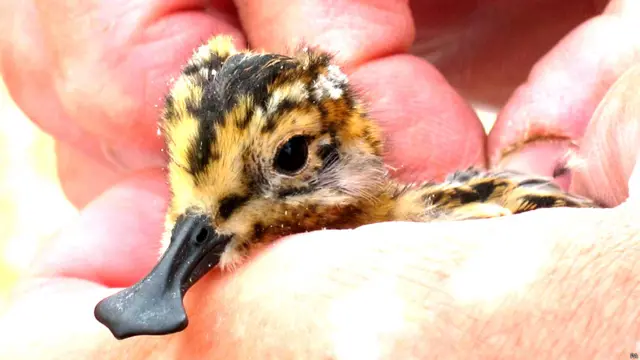 स्पून-बिल्ड सैंडपाइपर